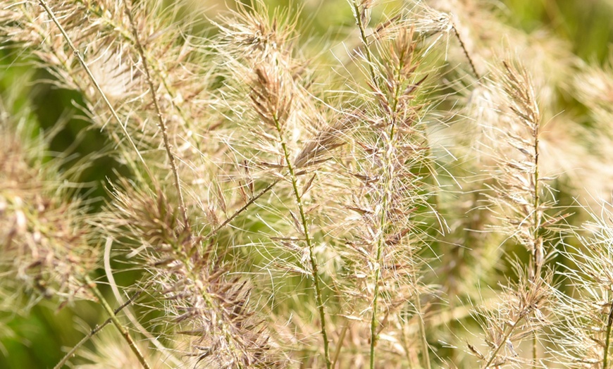 Image 6: One or Two Pennisetum alopecuroides Plants