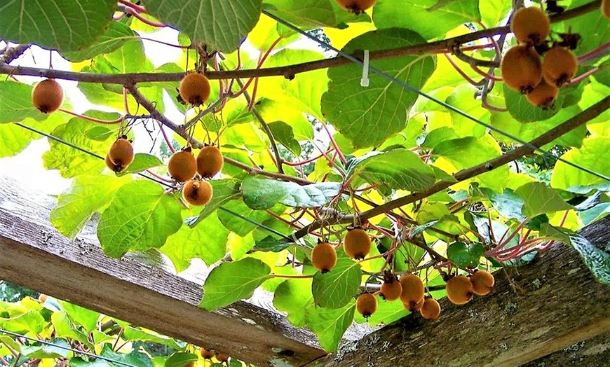 Image 6: 3 winterharde kiwi-planten