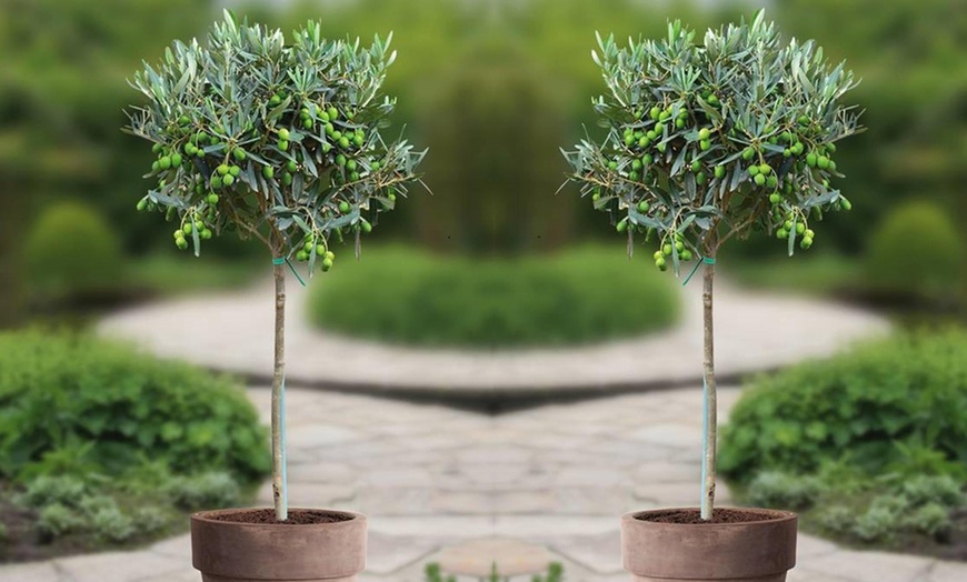 Image 1: 1 ou 2 oliviers, 100-120 cm à la livraison