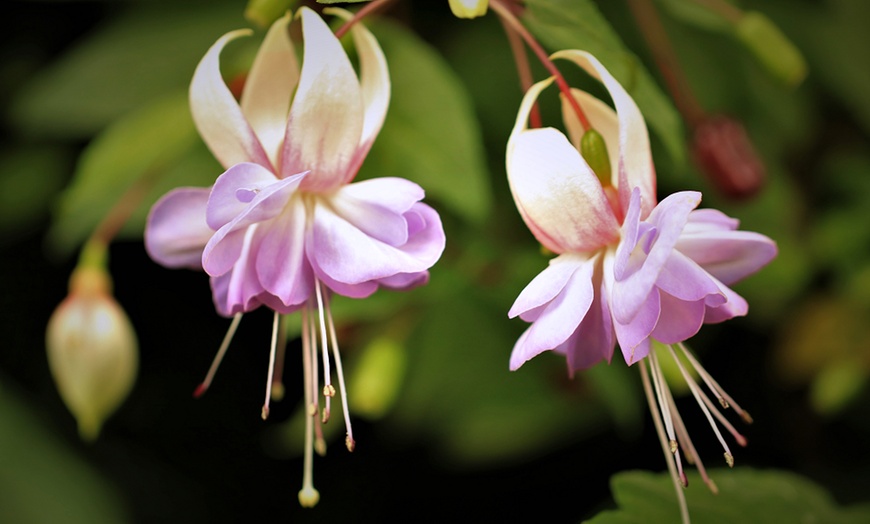 Image 1: Up to Three Fuchsia Giant Trailing Holly's Beauty Potted Plants 