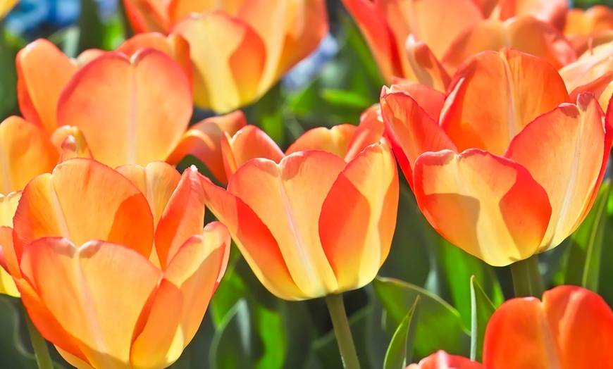 Tulip Showstopper Selection - Up To 60 Bulbs 