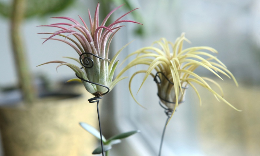 Image 6: 3 Air Plants in Glass Container