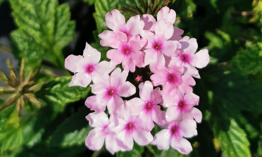 Verbena Seabrooks Lavender Or Margaret's Memory Plant Collection 