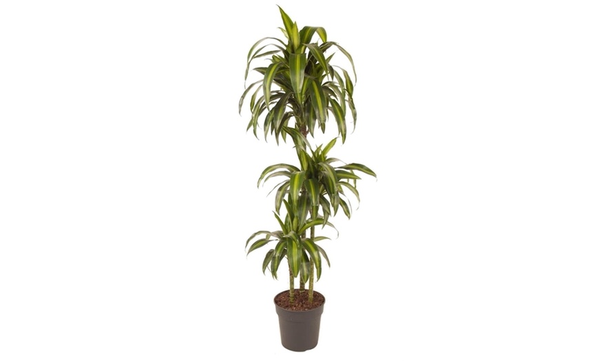 Image 1: Pianta di Dracaena Hawaiian Sunshine