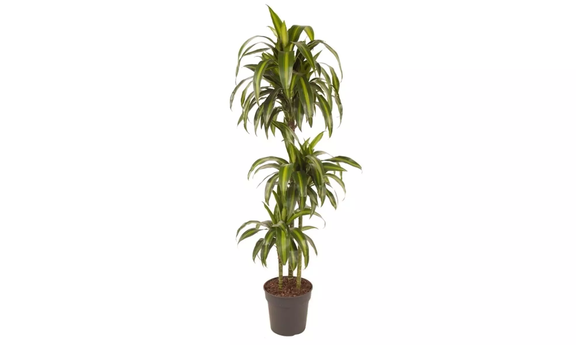Dracaena Hawaiian Sunshine plant - Primary Image