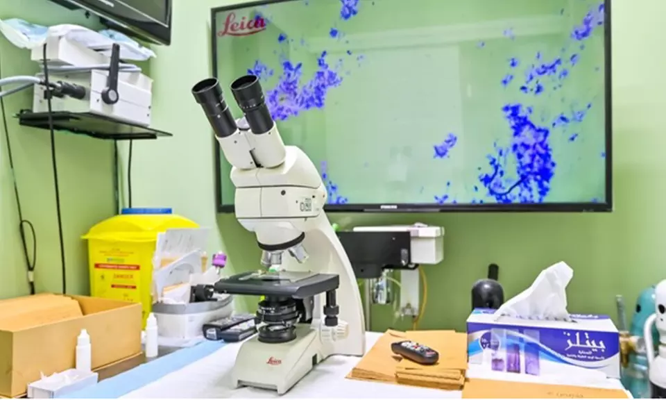 Veterinary Examination at Pet Connection Veterinary Clinic