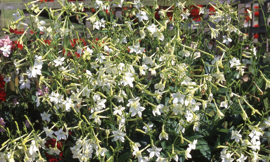 Image 2: 15 or 30 Nicotiana Affinis Garden Ready Plants