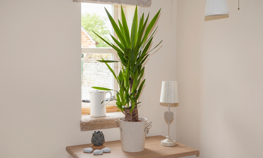 Image 5: Indoor Yucca Plant 