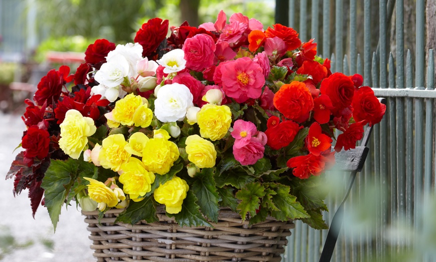 Image 1: Up to 40 Mixed Begonia Tubers
