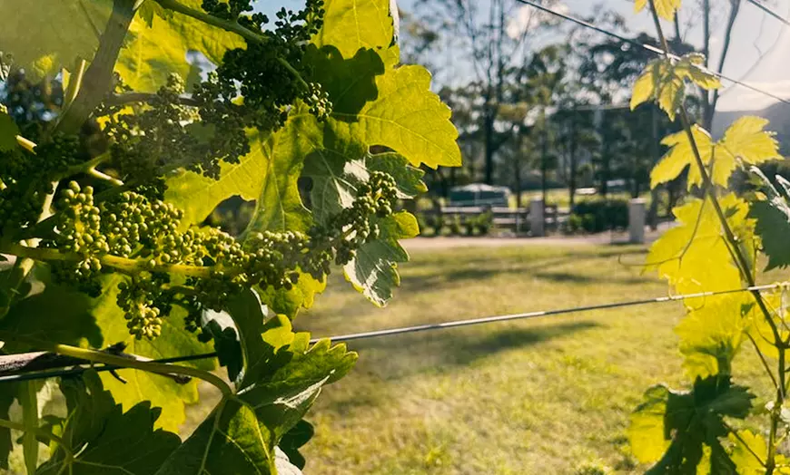 Image 15: Wine and Cheese Tasting with Optional Charcuterie in the Hunter Valley