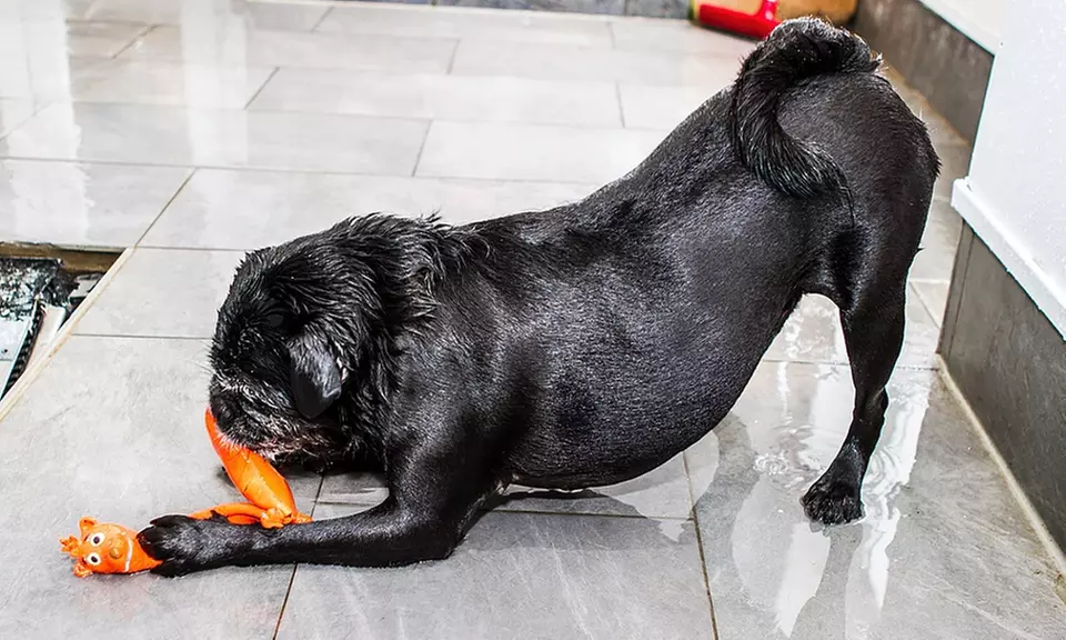 Doggy Fun Swim at K9 Swim