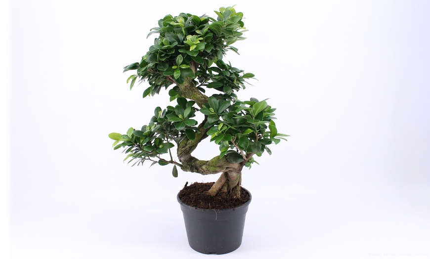 Image 4: XL Bonsai Tree 55-65cm