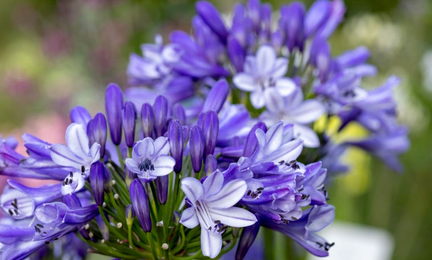 Image 2: Agapanthus Midnight Moon - Up to 3 Potted Plants