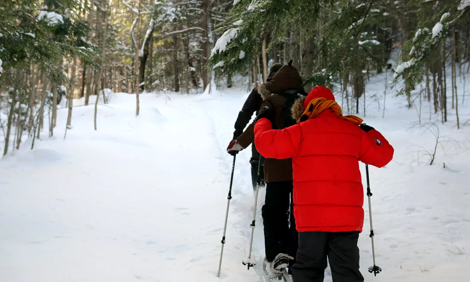 Guided Backcountry Snowshoe Tour for One, Two, or Four with Alpine Adventures (Up to 25% Off) - Primary Image