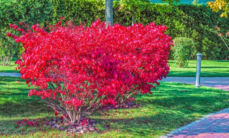 Euonymus Alatus 'Compactus' Eastern Hawthorn 9cm Potted Plant | Groupon