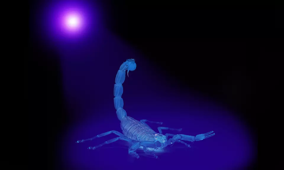 51-LED Ultraviolet Black-Light Flashlight - Second Medium