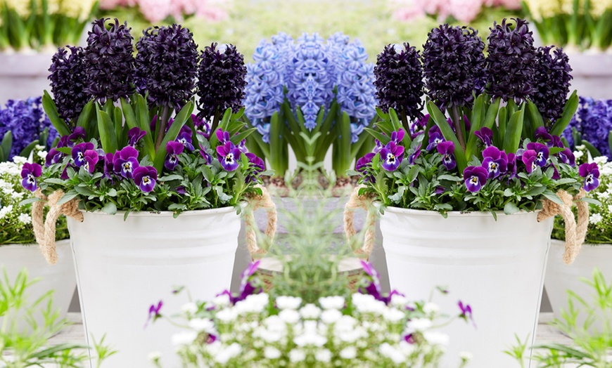 Image 2: Spring Hyacinth Bulb Collections