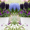 Image 2: Spring Hyacinth Bulb Collections
