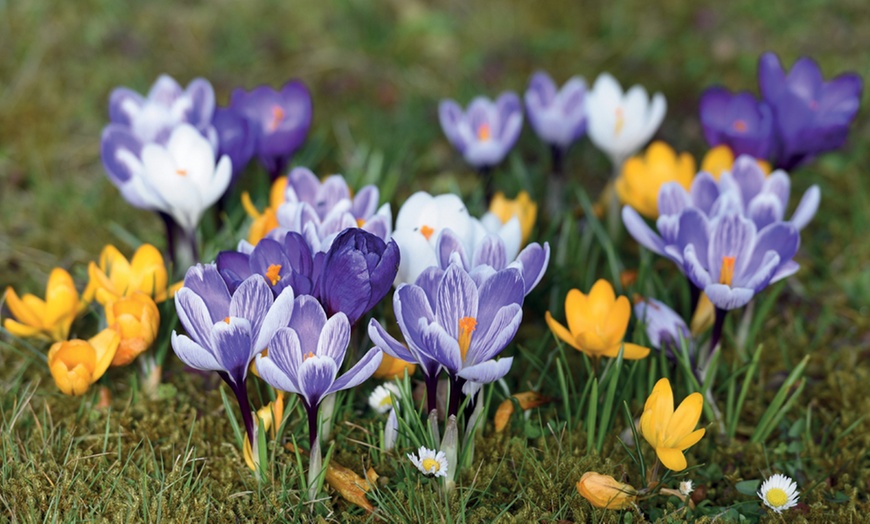 Image 1: 50 Crocus Botanical Mix Bulbs