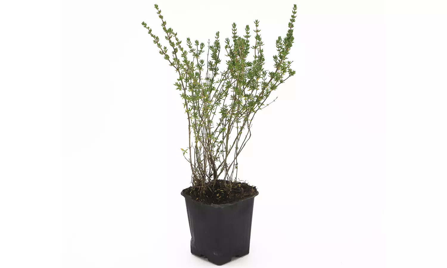 Collection de 3 plantes aromatiques, 30cm à la livraison, pot inclus - Second Medium