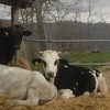 Image 35: Umbria: soggiorno, colazione e solarium per 2, 3 o 4 a Campo Al Vento