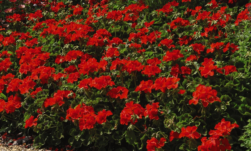 Image 5: Geranium 'Best Red' F1 Hybrid