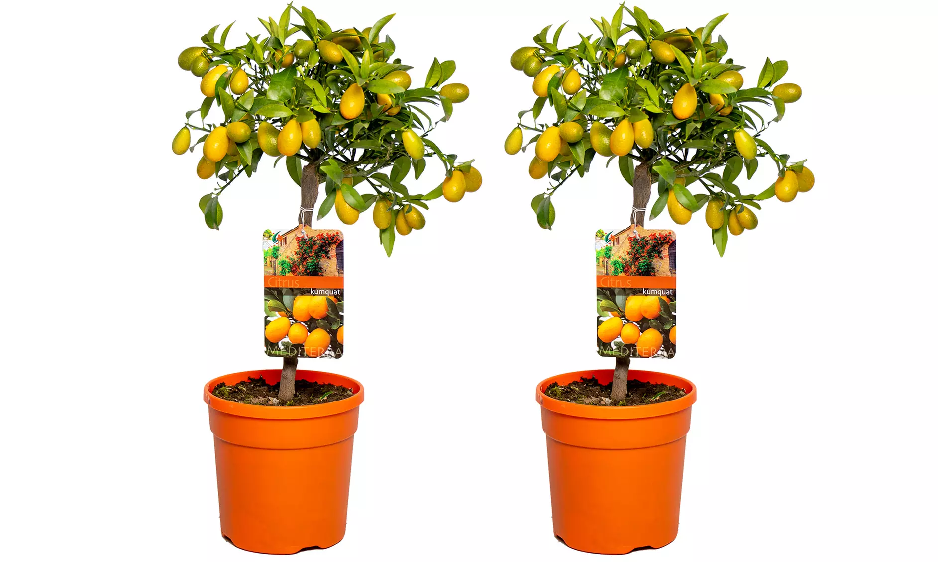 1x oder 2x Zitruspflanze: Calamondinorange, Zitrone oder Kumquat