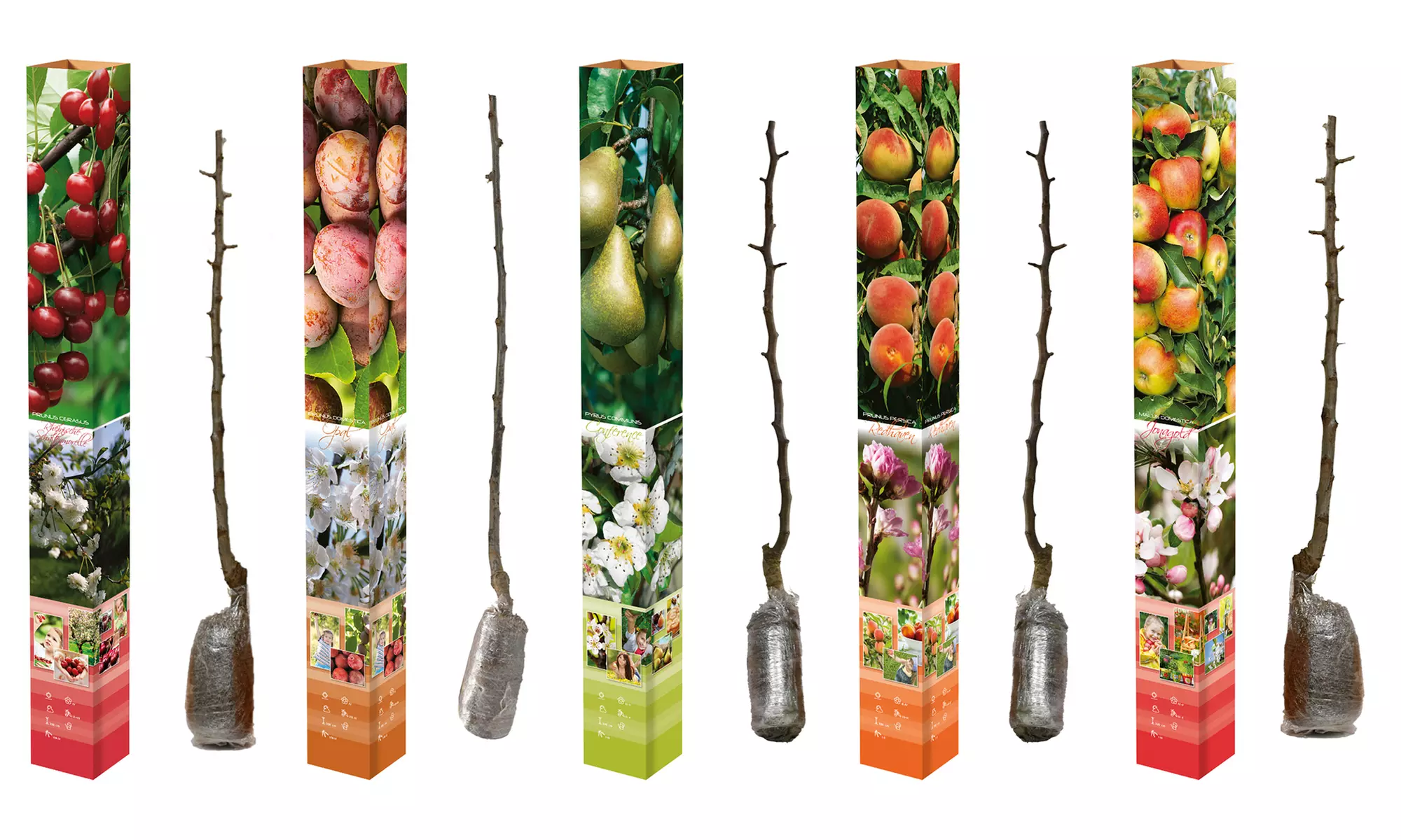 3x, 5x oder 10x Obstbaum-Mix