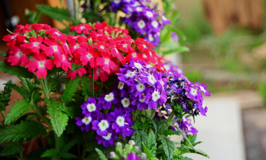 Image 3: Garden-Ready Verbena Plants