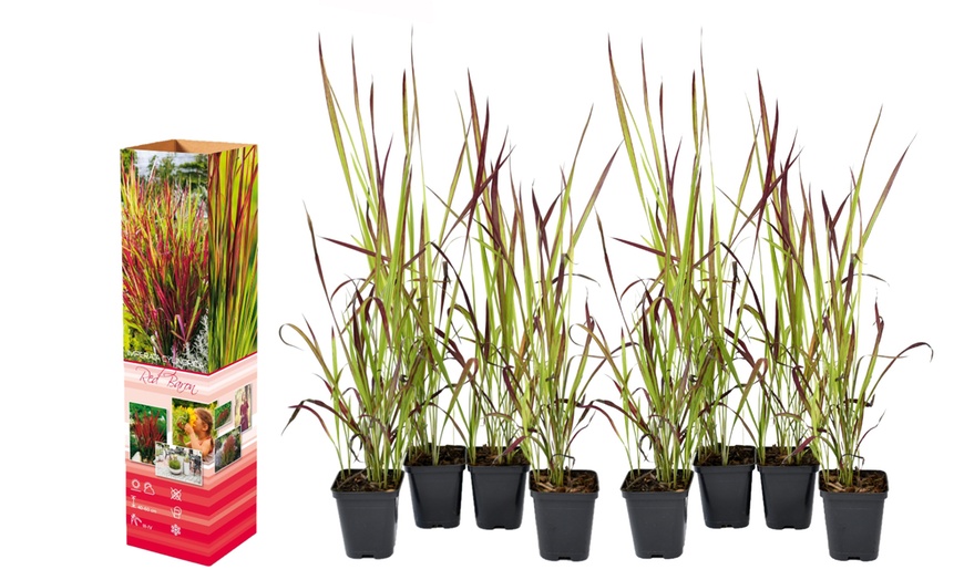 Image 2: Set de 4 ou 8 graminées ornementales "Red Baron" de Gardenzo
