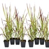 Image 2: Set de 4 ou 8 graminées ornementales "Red Baron" de Gardenzo