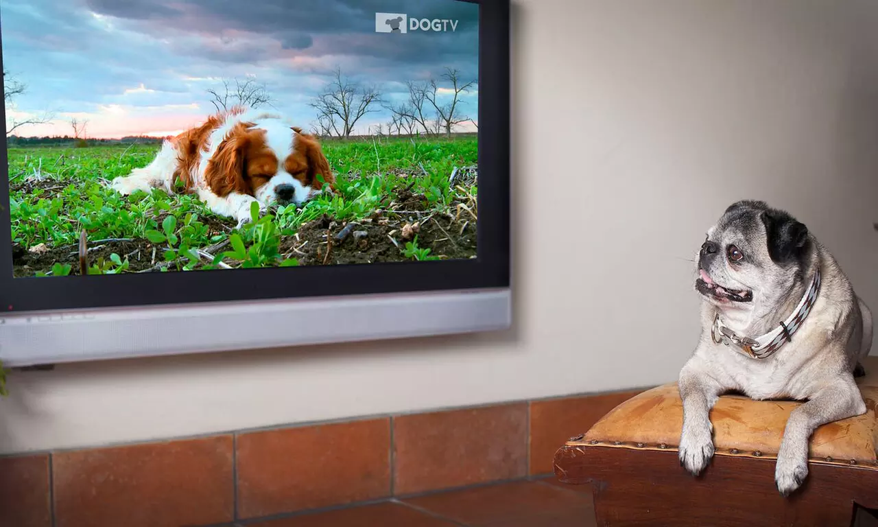 Monthly Streaming Subscription Starting at $5 from DOGTV (Up to 52% Off). Three Options Available.  - Primary Image