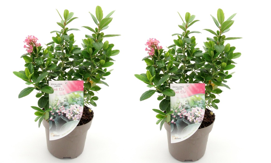 Image 2: Two Escallonia Pink Elle Plants