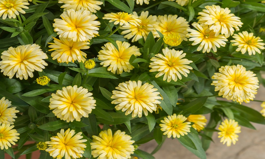 Image 1: Calendula Sunny Collection - 9 or 18 Plants