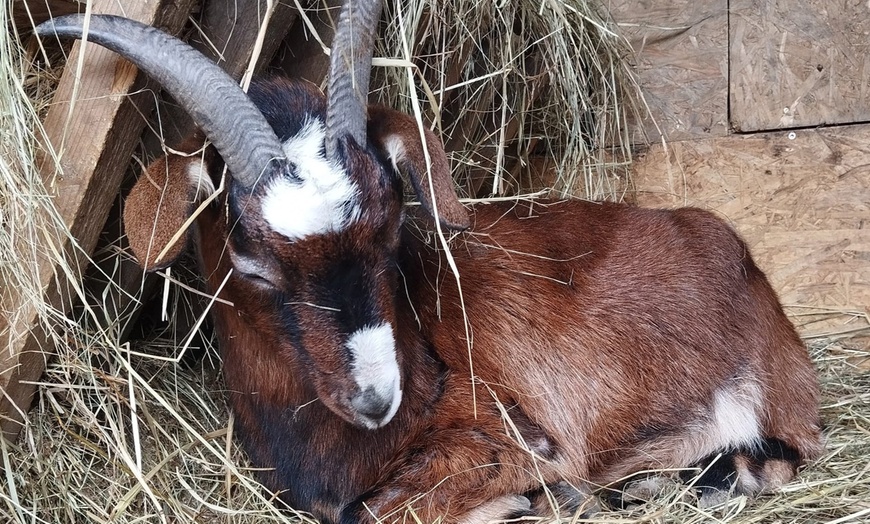 Image 17: Bilety do Mini Zoo Zwierzaczkowo w Szklarskiej Porębie