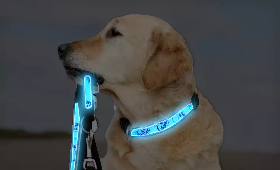 $12.99 for a Pico LED Dog Collar and Leash ($69.98 List Price). Two Colors and Multiple Sizes Available. Free Returns. - Second Medium