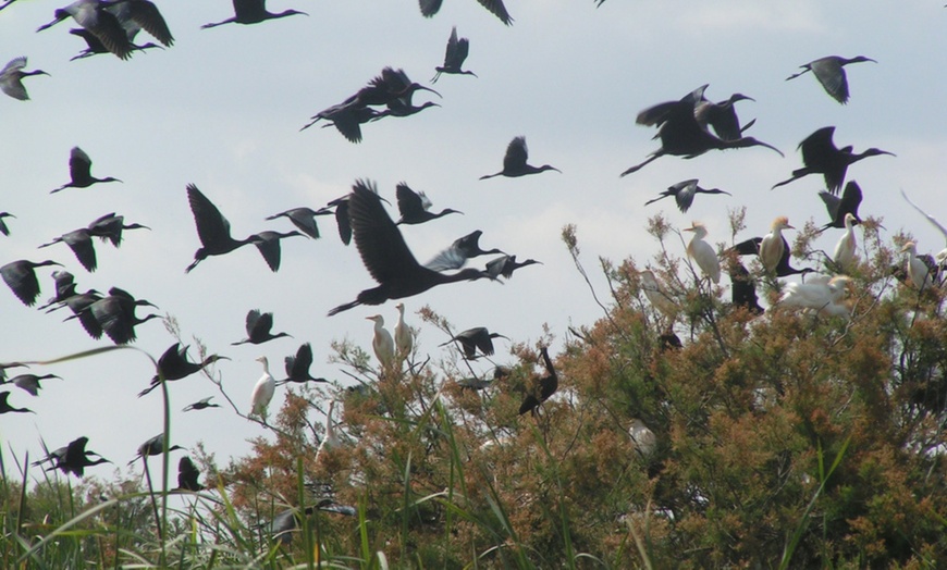 Image 3: Visita al Parque Nacional Doñana