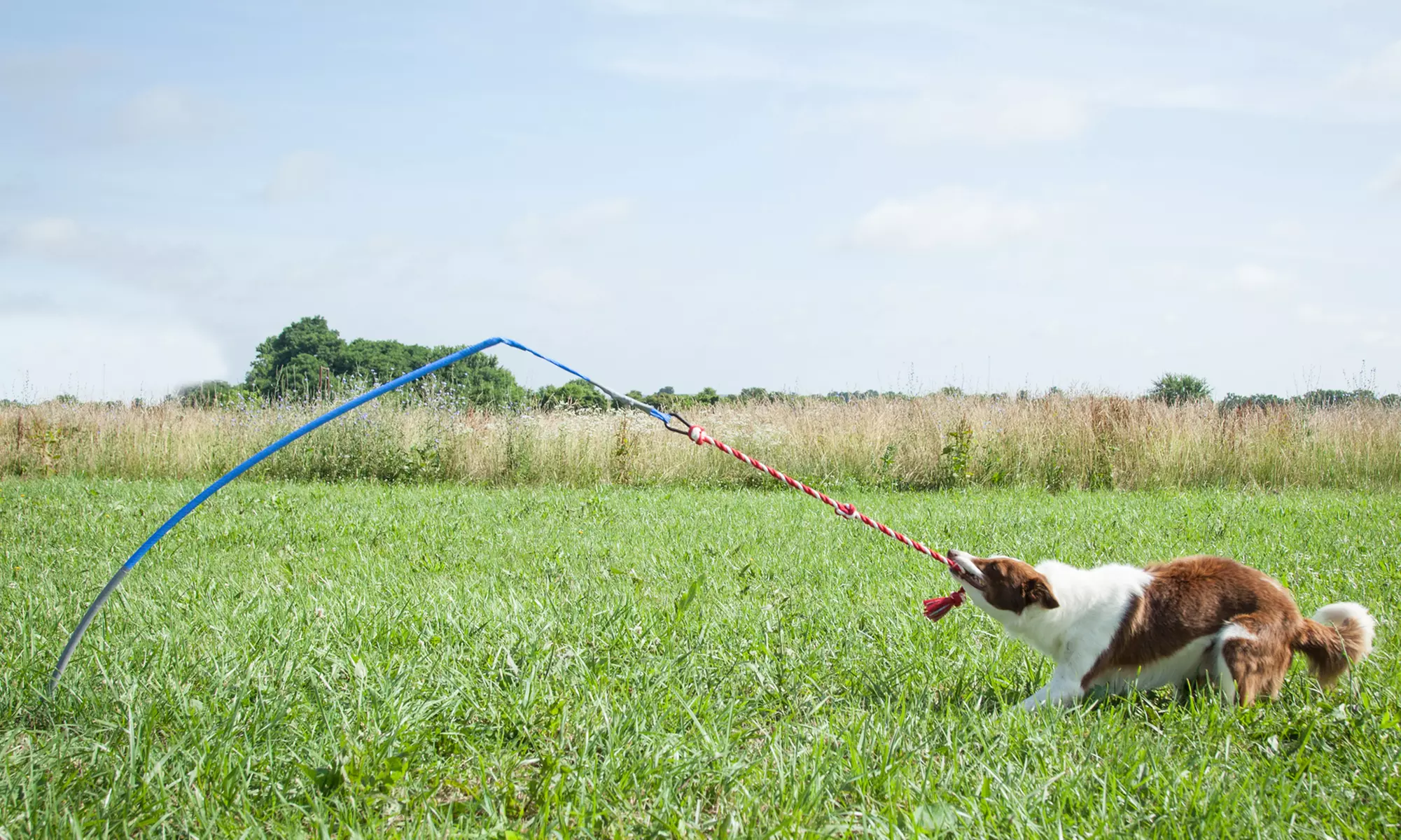 Tether Tug Outdoor Dog Toy - Second Medium