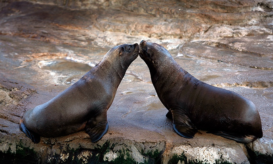 Image 8: Entrada de 1 día al Oceanogràfic