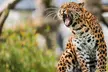 Save Up to 17% Off on Digital Animal Adoption + Entry & Safari at Port Lympne Reserve – Support Wildlife Conservation - Image 5