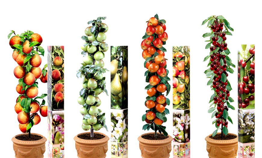 Image 3: Lot de 3, 5 ou 10 arbres fruitiers fuseaux