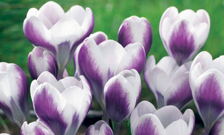 Image 5: 98 Matched Violet and White Bulbs