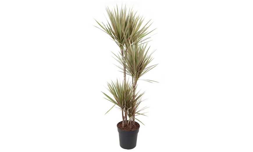 Image 2: Dracaena bicolor plant