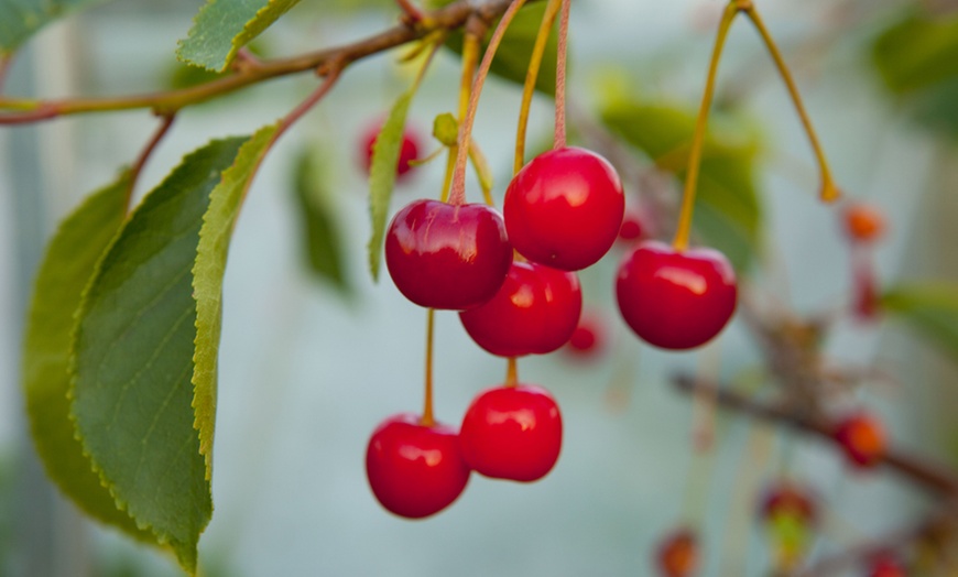 Image 5: Duo Fruit Tree