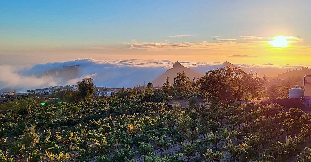 Experiencia vinícola para dos con botella de vino y tabla gourmet en Tenerife