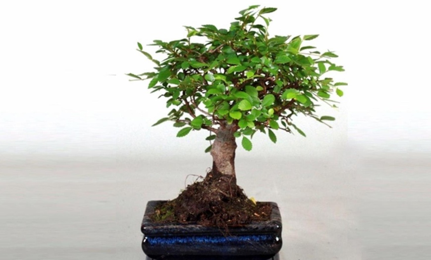 Image 11: Twee of vier Bonsai boompjes