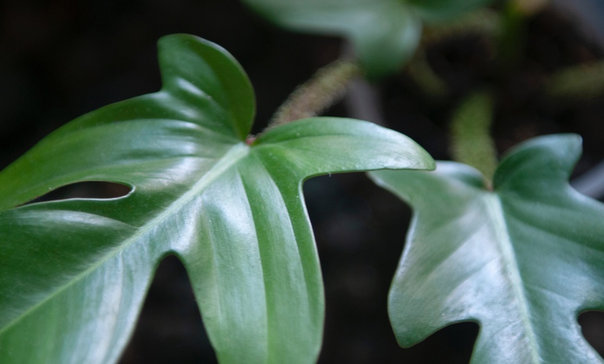 Image 5: Philodendron Florida Green