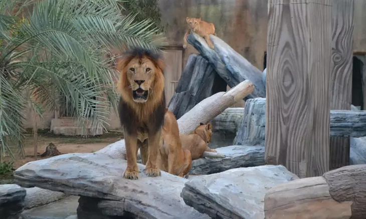 Dive Into Fun: Zoo Entrance with Activity and AED 50/100/200 Voucher