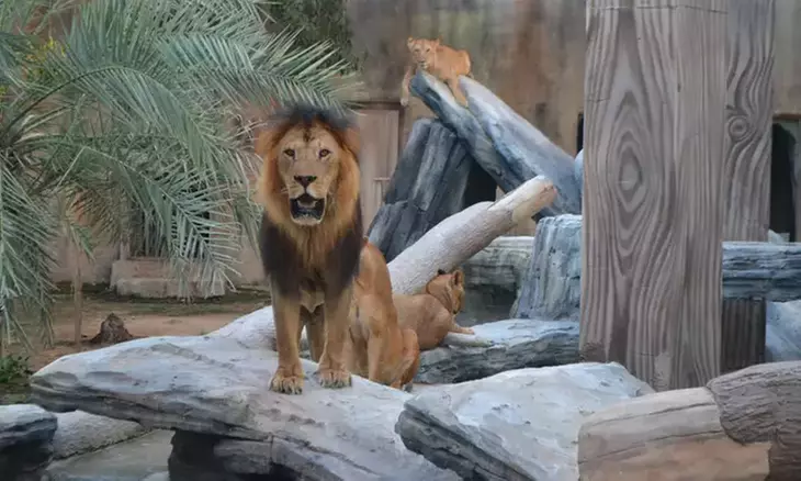 Dive Into Fun: Zoo Entrance with Activity and AED 50/100/200 Voucher