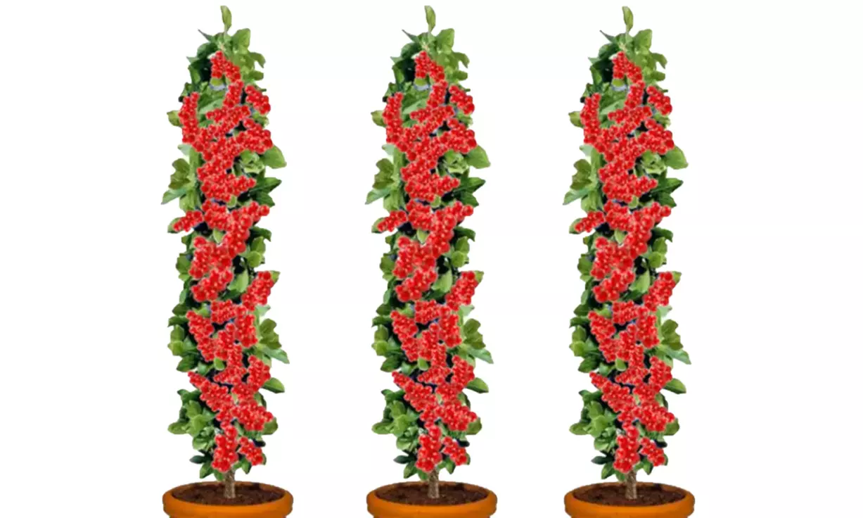 3er-Set Rote Johannisbeeren mit roten Früchten - Primary Image